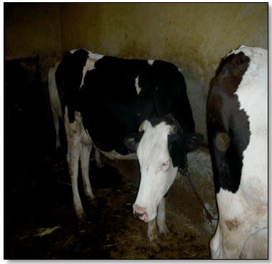 Figure 6 : la Holstein introduite depuis les années 1970, largement exploitée à Fréha et en Algérie pour le lait et la viande.
