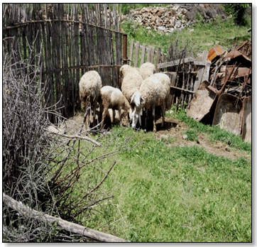 Figure 7 : Mouton-de-Kabylie (race de mouton en Algérie).