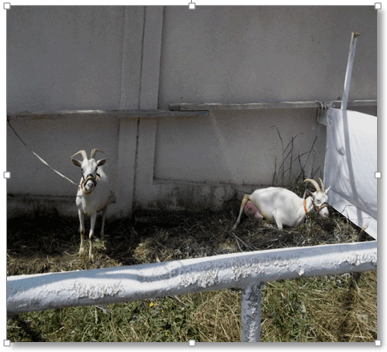 Figure 8 : La Maltaise (race de chèvre introduite en Kabylie).