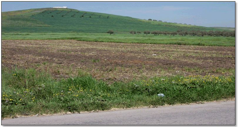 Figure 13 : Loin du nomadisme et du pâturage à la recherche des fourrages en sec, l’élevage laitier en Kabylie face à la contrainte alimentaire, des associations de céréales fourragères en vert (orge, avoine triticale) sont cultivées.