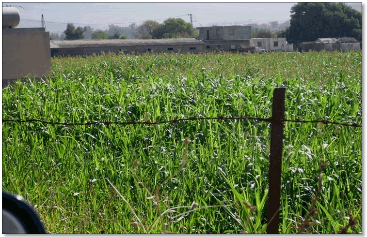 Figure 14 : La production de maïs fourragère en vue d'améliorer la production laitière et bâtiments avicole. Le contexte écologique agit aussi bien sur les possibilités fourragères que sur les performances des bovins introduits.