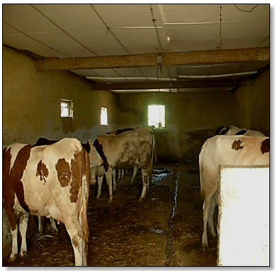 Figures 23 : Différents types Bâtiments d’élevage bovin (Azzazga, 2012). Les bovins sont en stabulation entravée. La majorité des exploitations possèdent des étables et des garages pour l'élevage bovin. L'aération est naturelle et peu d’exploitations disposent d’un système d’aération mécanique. L'aire de couchage est constituée de paille.