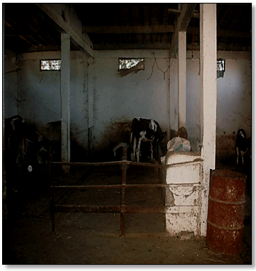 Figures 24 : Différents types Bâtiments d’élevage bovin (Azzazga, 2012). Les bovins sont en stabulation entravée. La majorité des exploitations possèdent des étables et des garages pour l'élevage bovin. L'aération est naturelle et peu d’exploitations disposent d’un système d’aération mécanique. L'aire de couchage est constituée de paille.