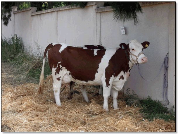 Figure 3 : À Fréha, la vache montbéliarde.