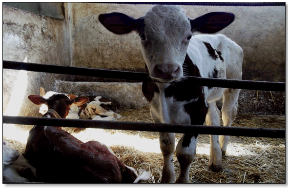 Figure 30 : Logement des jeunes bovins destinés à l'engraissement (mâle ou femelle). Après le sevrage qui intervient en moyenne à l'âge de 5 mois, ces veaux reçoivent du foin ou de la paille à des quantités variables. La durée d'engraissement varie d'une exploitation à l'autre, elle est en moyenne de 11 mois.