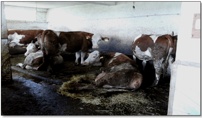 Figure 47 : On peut observer le mauvais état sanitaire et une mise bas dans une même pièce à côté des autres vaches.