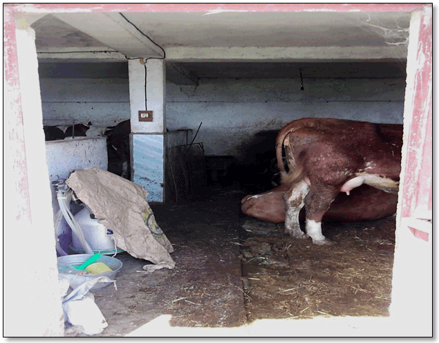 Figure 49 : Bâtiment bovin laitier pour des conduites d'élevage contrastées. Le matériel de traite est déposé à même le sol sans aucune hygiène.
