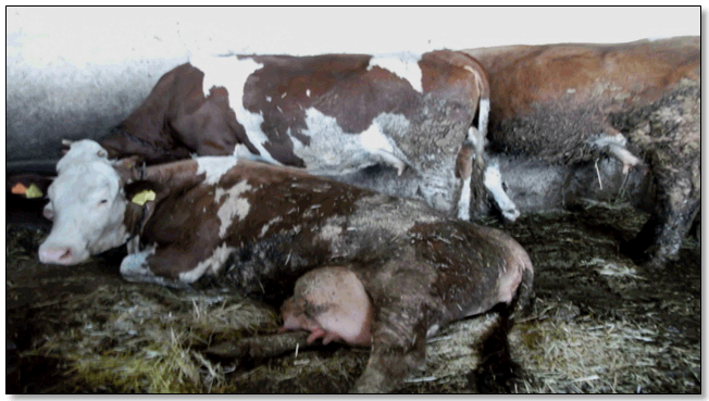Figure 50 : Vache atteinte de la fièvre de lait à Timizart.